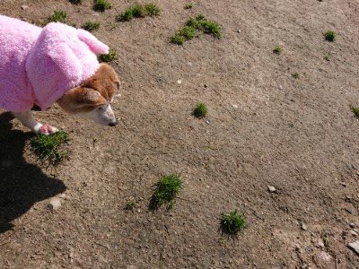 f:id:roukenhome-ann:20190410073820j:plain f:id:roukenhome-ann:20190410073820j:plain