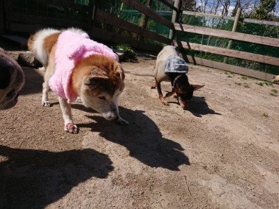 f:id:roukenhome-ann:20190410073958j:plain f:id:roukenhome-ann:20190410073958j:plain