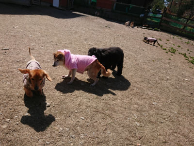 f:id:roukenhome-ann:20190410074011j:plain f:id:roukenhome-ann:20190410074011j:plain
