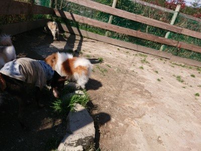 f:id:roukenhome-ann:20190410074233j:plain f:id:roukenhome-ann:20190410074233j:plain