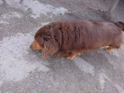 f:id:roukenhome-ann:20190410074327j:plain f:id:roukenhome-ann:20190410074327j:plain