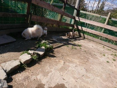 f:id:roukenhome-ann:20190410074339j:plain f:id:roukenhome-ann:20190410074339j:plain