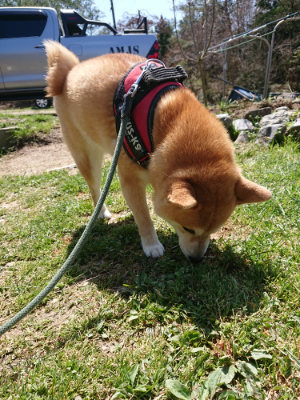 f:id:roukenhome-ann:20190410074432j:plain f:id:roukenhome-ann:20190410074432j:plain