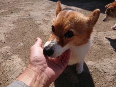 f:id:roukenhome-ann:20190410074756j:plain f:id:roukenhome-ann:20190410074756j:plain