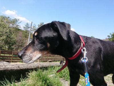 f:id:roukenhome-ann:20190410074823j:plain f:id:roukenhome-ann:20190410074823j:plain