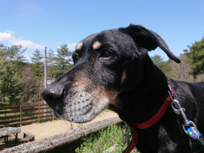 f:id:roukenhome-ann:20190410074828j:plain f:id:roukenhome-ann:20190410074828j:plain