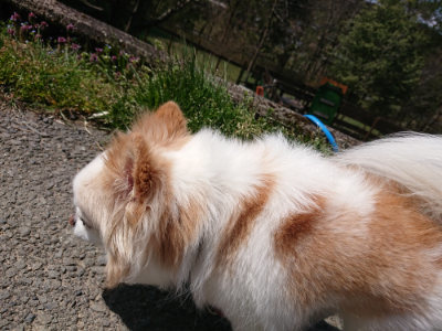 f:id:roukenhome-ann:20190410074833j:plain f:id:roukenhome-ann:20190410074833j:plain