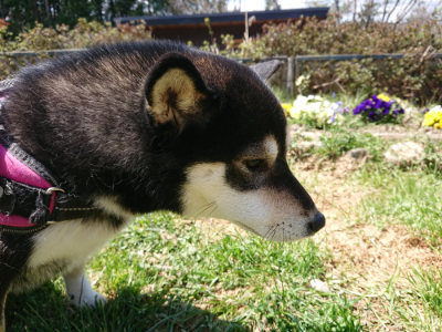 f:id:roukenhome-ann:20190410074838j:plain f:id:roukenhome-ann:20190410074838j:plain