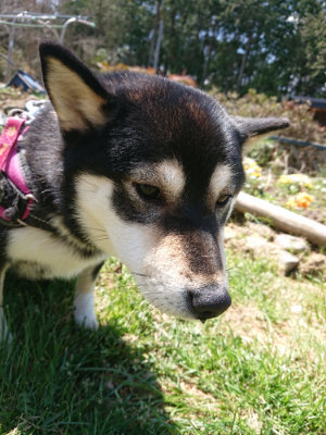 f:id:roukenhome-ann:20190410074843j:plain f:id:roukenhome-ann:20190410074843j:plain
