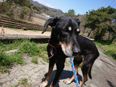f:id:roukenhome-ann:20190410074858j:plain f:id:roukenhome-ann:20190410074858j:plain