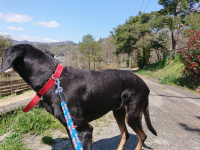 f:id:roukenhome-ann:20190410074916j:plain f:id:roukenhome-ann:20190410074916j:plain