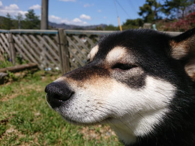 f:id:roukenhome-ann:20190410074932j:plain f:id:roukenhome-ann:20190410074932j:plain