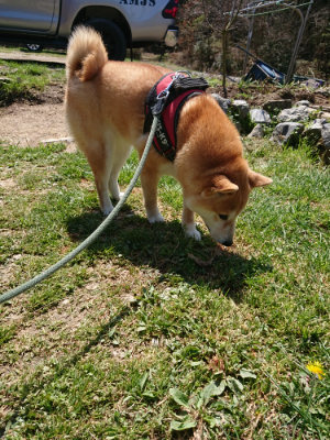 f:id:roukenhome-ann:20190410074938j:plain f:id:roukenhome-ann:20190410074938j:plain