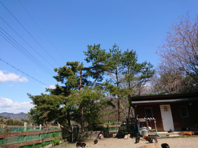 f:id:roukenhome-ann:20190410075344j:plain f:id:roukenhome-ann:20190410075344j:plain