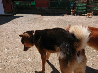 f:id:roukenhome-ann:20190410075417j:plain f:id:roukenhome-ann:20190410075417j:plain