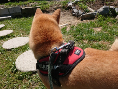 f:id:roukenhome-ann:20190410075434j:plain f:id:roukenhome-ann:20190410075434j:plain