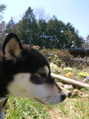 f:id:roukenhome-ann:20190410075456j:plain f:id:roukenhome-ann:20190410075456j:plain