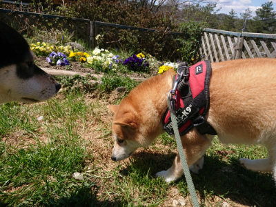 f:id:roukenhome-ann:20190410075502j:plain f:id:roukenhome-ann:20190410075502j:plain