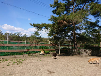 f:id:roukenhome-ann:20190410075515j:plain f:id:roukenhome-ann:20190410075515j:plain