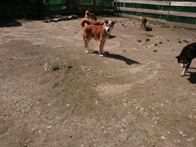 f:id:roukenhome-ann:20190410075538j:plain f:id:roukenhome-ann:20190410075538j:plain