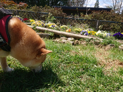 f:id:roukenhome-ann:20190410075602j:plain f:id:roukenhome-ann:20190410075602j:plain
