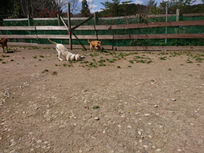 f:id:roukenhome-ann:20190410075615j:plain f:id:roukenhome-ann:20190410075615j:plain