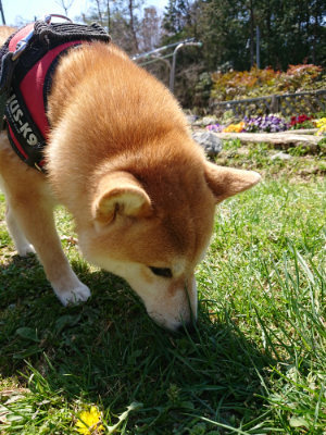 f:id:roukenhome-ann:20190410075628j:plain f:id:roukenhome-ann:20190410075628j:plain