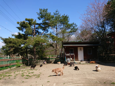 f:id:roukenhome-ann:20190410075742j:plain f:id:roukenhome-ann:20190410075742j:plain