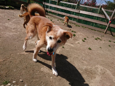 f:id:roukenhome-ann:20190410075754j:plain f:id:roukenhome-ann:20190410075754j:plain