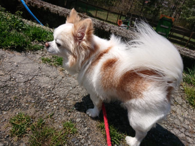 f:id:roukenhome-ann:20190410080202j:plain