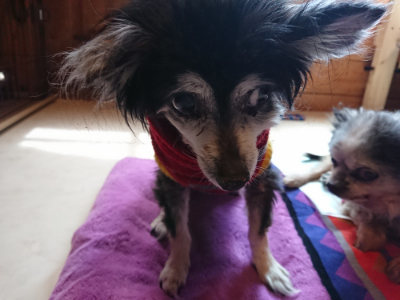 f:id:roukenhome-ann:20190410080218j:plain