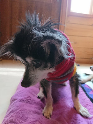 f:id:roukenhome-ann:20190410080234j:plain