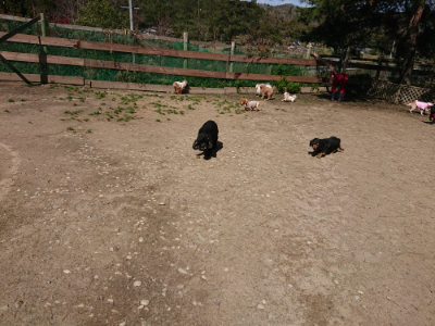 f:id:roukenhome-ann:20190410080535j:plain