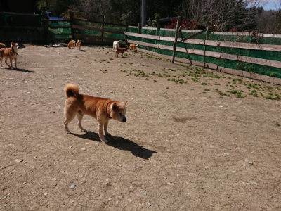 f:id:roukenhome-ann:20190410080748j:plain
