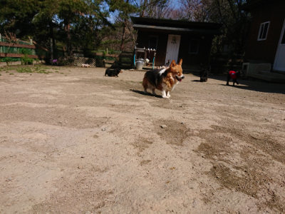 f:id:roukenhome-ann:20190410081112j:plain