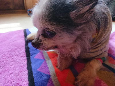 f:id:roukenhome-ann:20190410081238j:plain