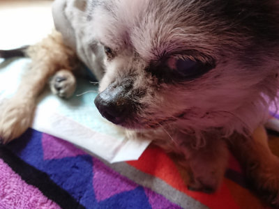 f:id:roukenhome-ann:20190410081305j:plain