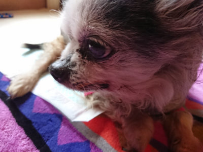 f:id:roukenhome-ann:20190410081333j:plain