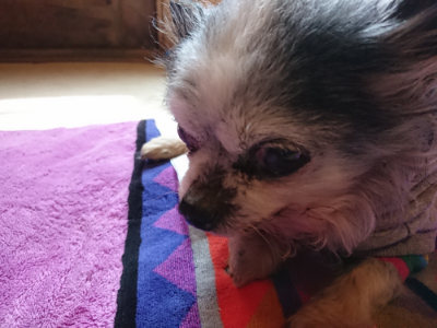 f:id:roukenhome-ann:20190410081400j:plain