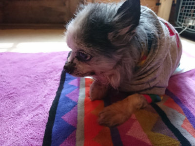 f:id:roukenhome-ann:20190410081405j:plain