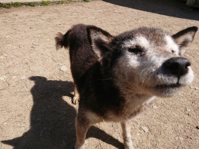 f:id:roukenhome-ann:20190410081932j:plain