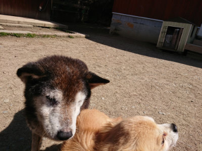 f:id:roukenhome-ann:20190410082029j:plain