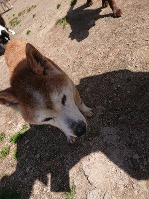 f:id:roukenhome-ann:20190410082121j:plain