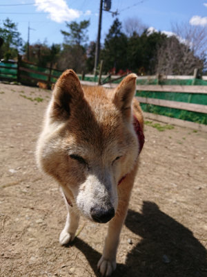 f:id:roukenhome-ann:20190410082619j:plain