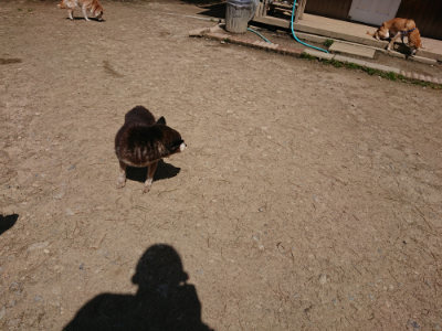 f:id:roukenhome-ann:20190410082737j:plain