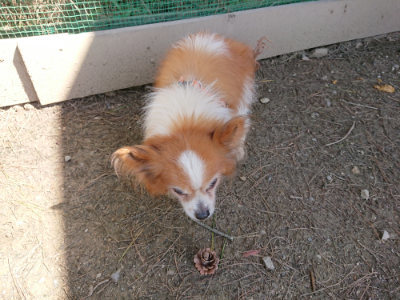 f:id:roukenhome-ann:20190410083707j:plain