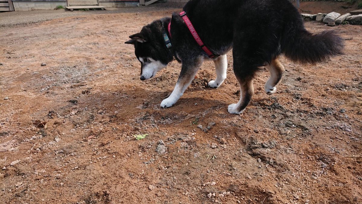 f:id:roukenhome-ann:20190410185157j:plain