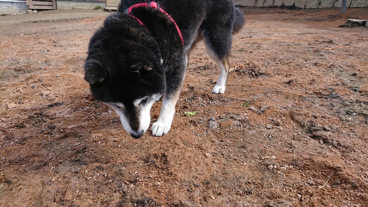 f:id:roukenhome-ann:20190410185212j:plain