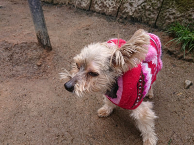 f:id:roukenhome-ann:20190411180755j:plain