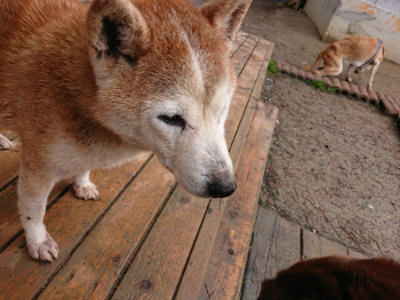 f:id:roukenhome-ann:20190411181146j:plain